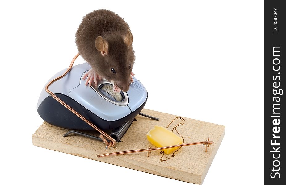 A mouse used his computer sibling to get to the cheese. A mouse used his computer sibling to get to the cheese