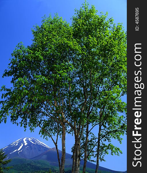 An early summertime view of Mount Fuji with a lush deciduous forest in the foreground. An early summertime view of Mount Fuji with a lush deciduous forest in the foreground