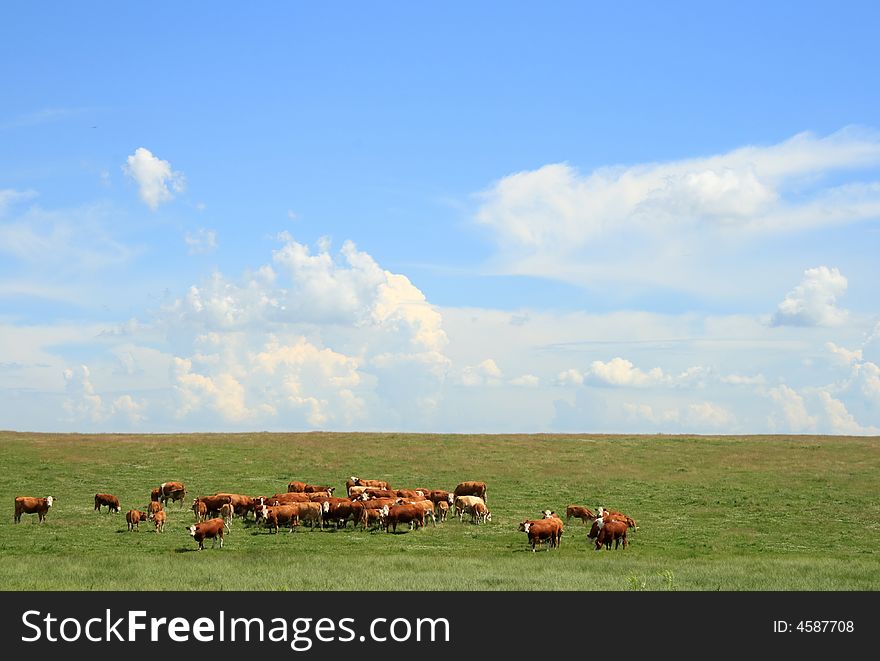 A herd of cattle feeding on a large ranch in the country. A herd of cattle feeding on a large ranch in the country