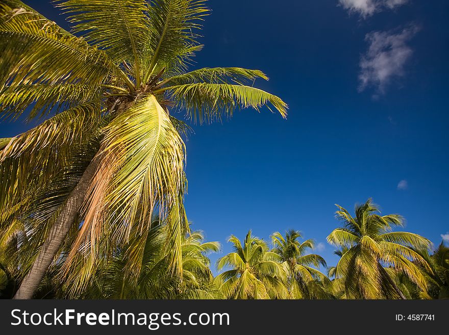 Palm trees on tropical island. Palm trees on tropical island