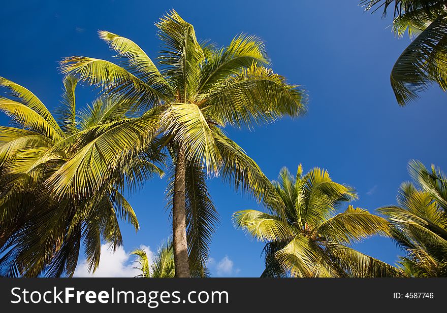 Palm trees on tropical island of Antigua. Palm trees on tropical island of Antigua