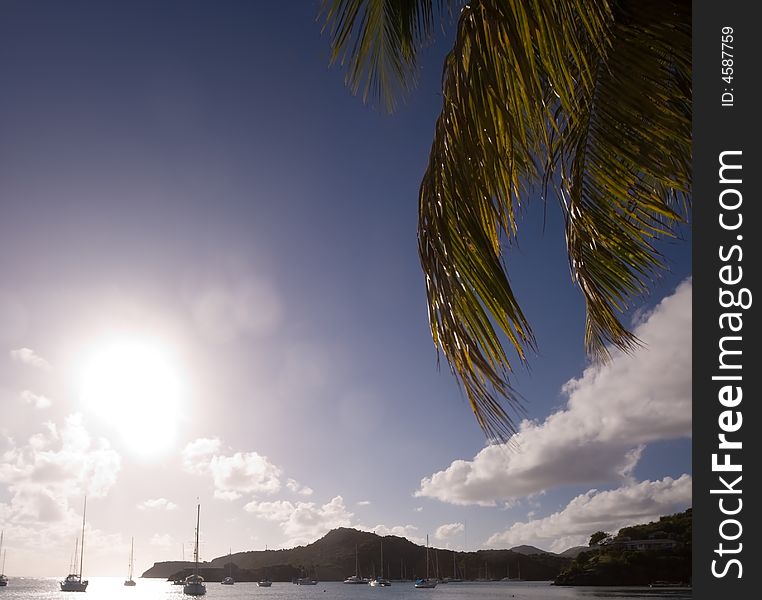 Palm trees on tropical island of Antigua. Palm trees on tropical island of Antigua