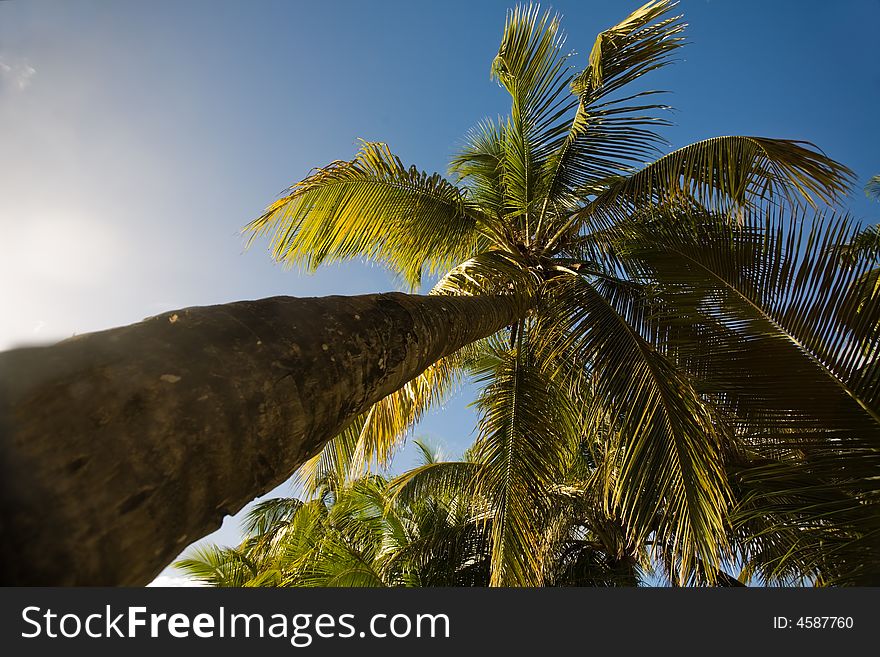 Palm trees on tropical island of Antigua. Palm trees on tropical island of Antigua