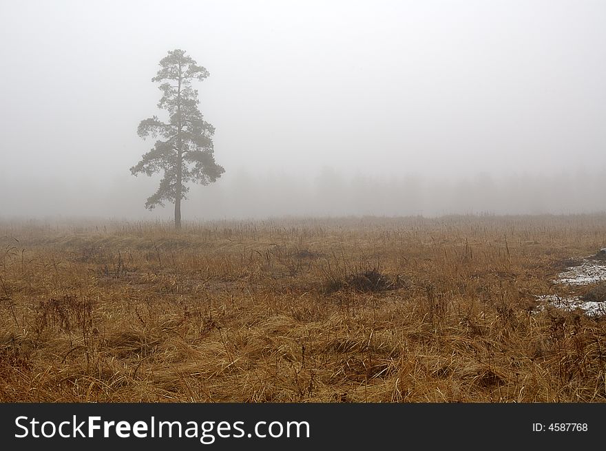 Solitary tree in field in mist. Solitary tree in field in mist