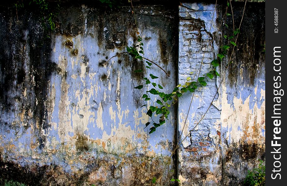 Old brick garden wall and ivy