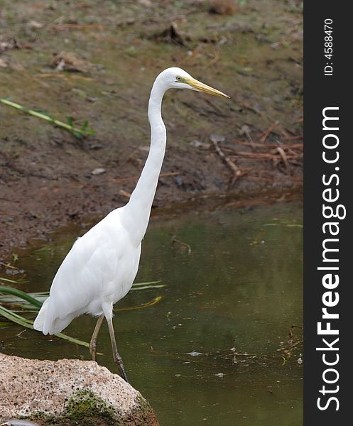 Wild bird egret at the lake standing