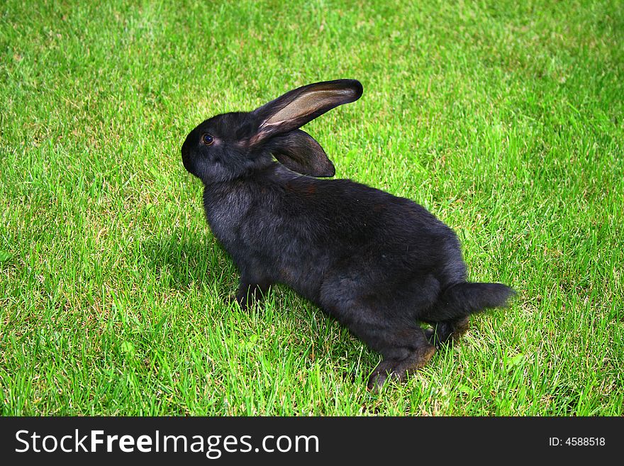 Easter Rabbit on green grass