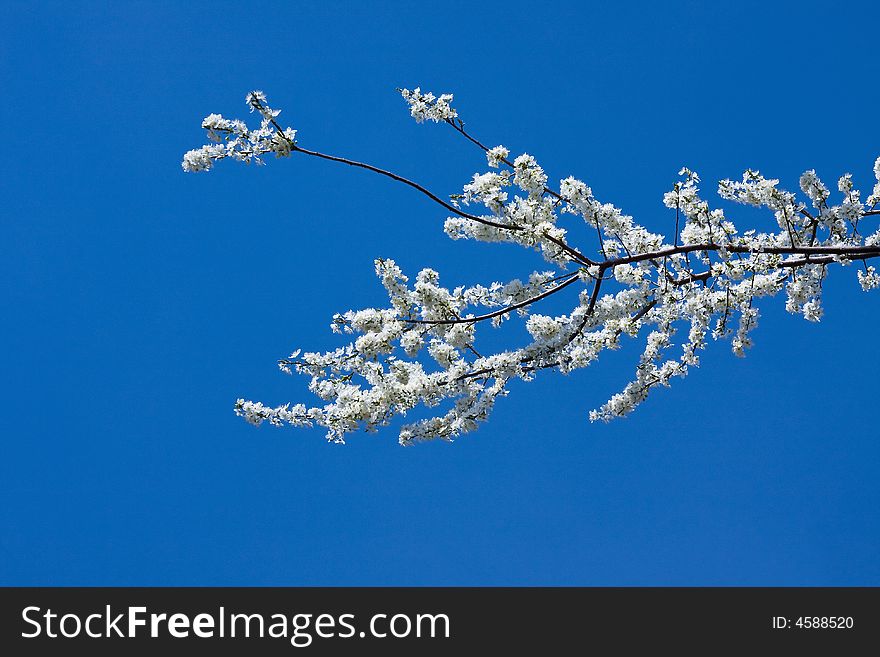 White blossom petals spring under blue sky