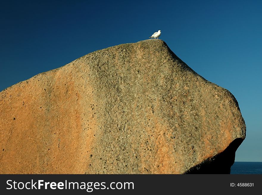 Rock with bird in french seaside