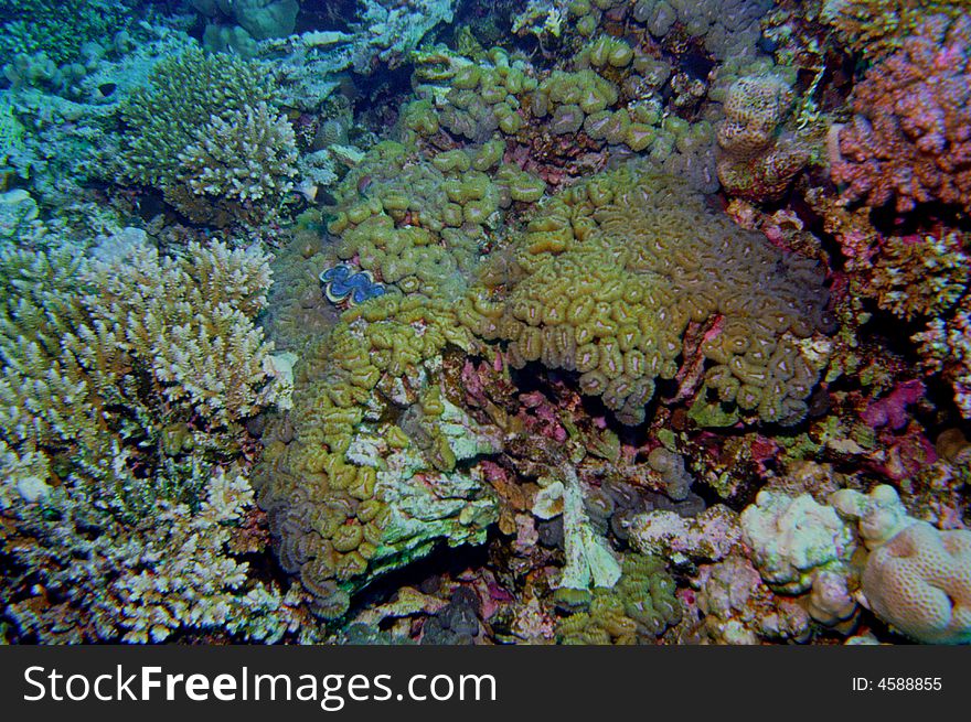 Underwater life of coral reef