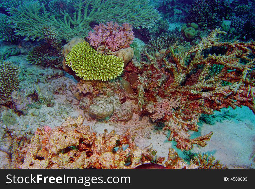 Underwater life of coral reef 96