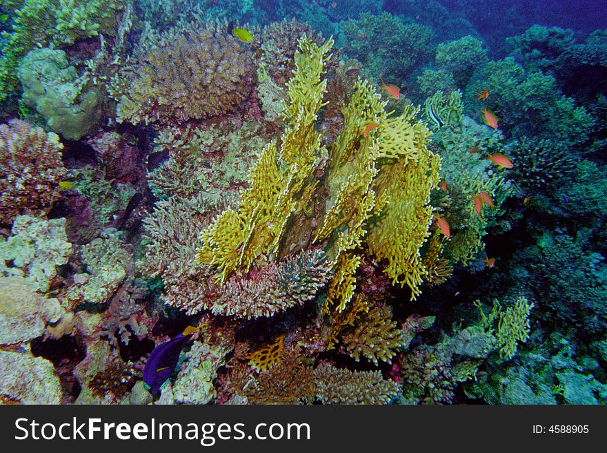 Underwater life of coral reef 99