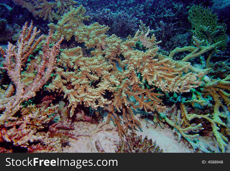 Underwater Life Of Coral Reef