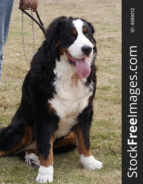 Any of a Swiss breed of large, muscular dogs having a soft, silky black coat with russet or tan markings on the forelegs, over each eye, and on both sides of a white chest. The. Any of a Swiss breed of large, muscular dogs having a soft, silky black coat with russet or tan markings on the forelegs, over each eye, and on both sides of a white chest. The