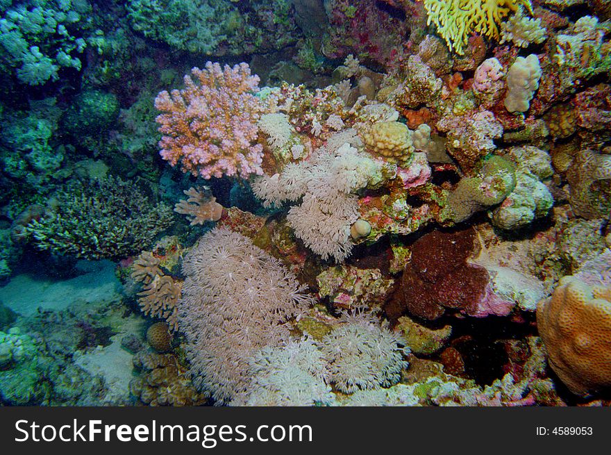 Underwater life of coral reef 103
