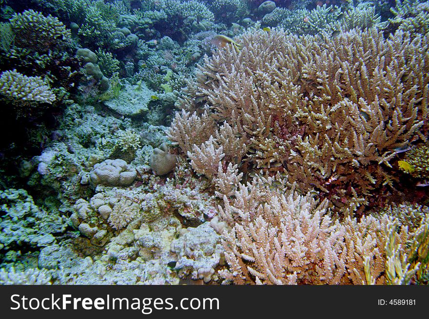 Underwater Life Of Coral Reef