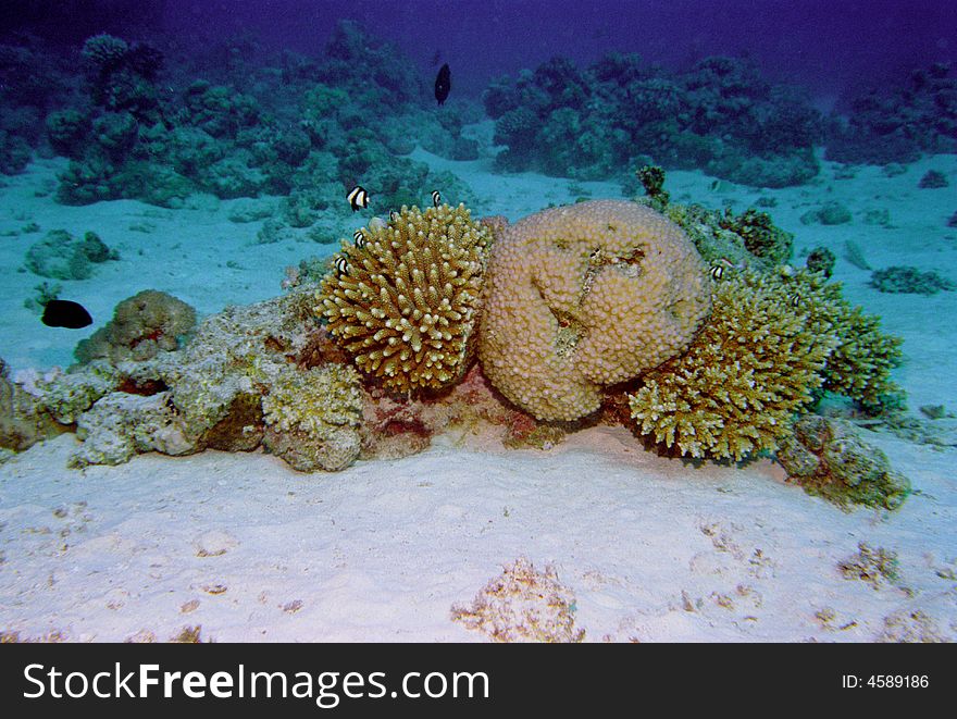 Underwater life of coral reef
