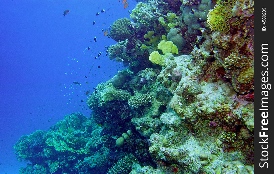 Underwater life of coral reef 112
