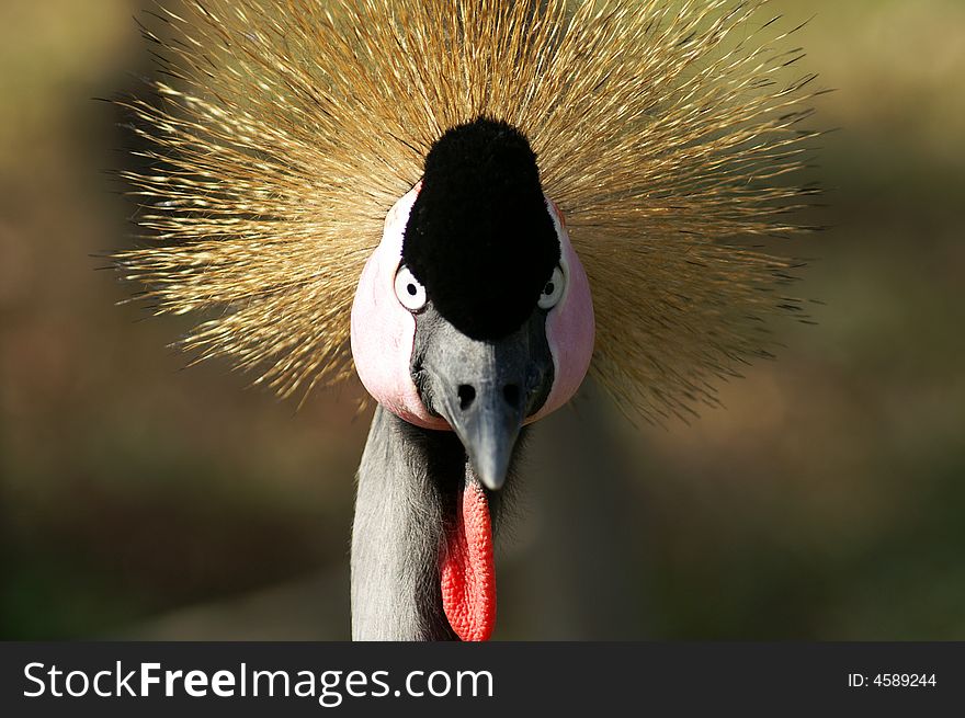 Pretty victoria crowned crane portrait