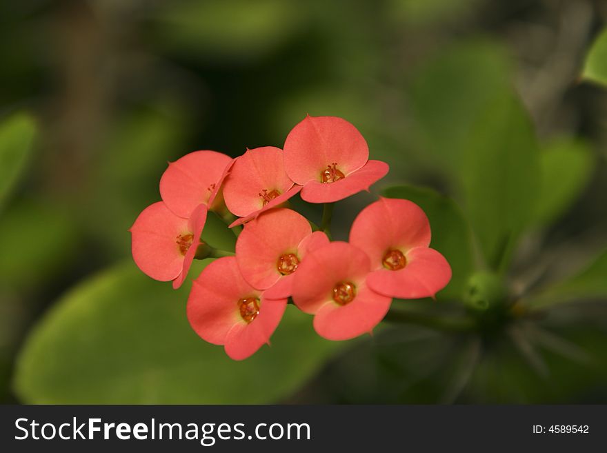 Shinny succulent flowers