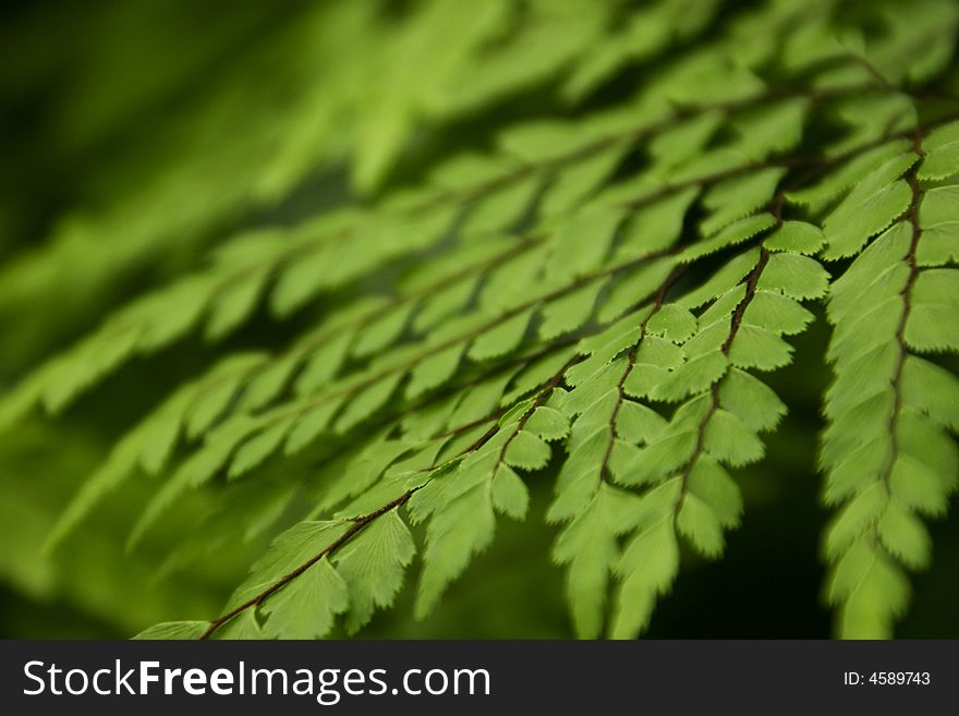 Close up of fern leafs