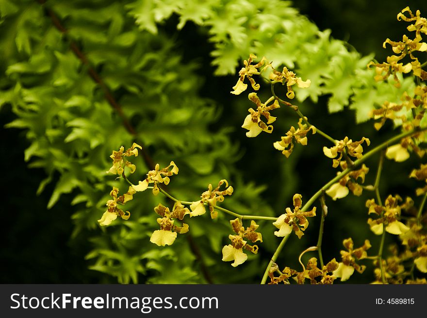 Close up of fern leafs with yellow orchid