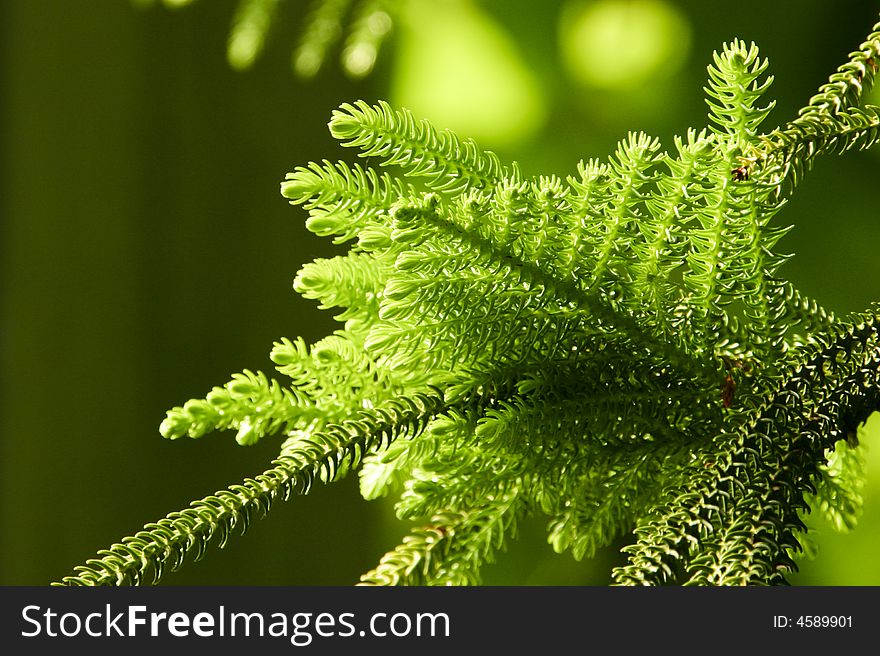 Close Up Of Fir Twig