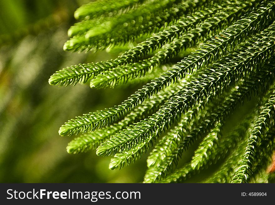 Close up of fir twig