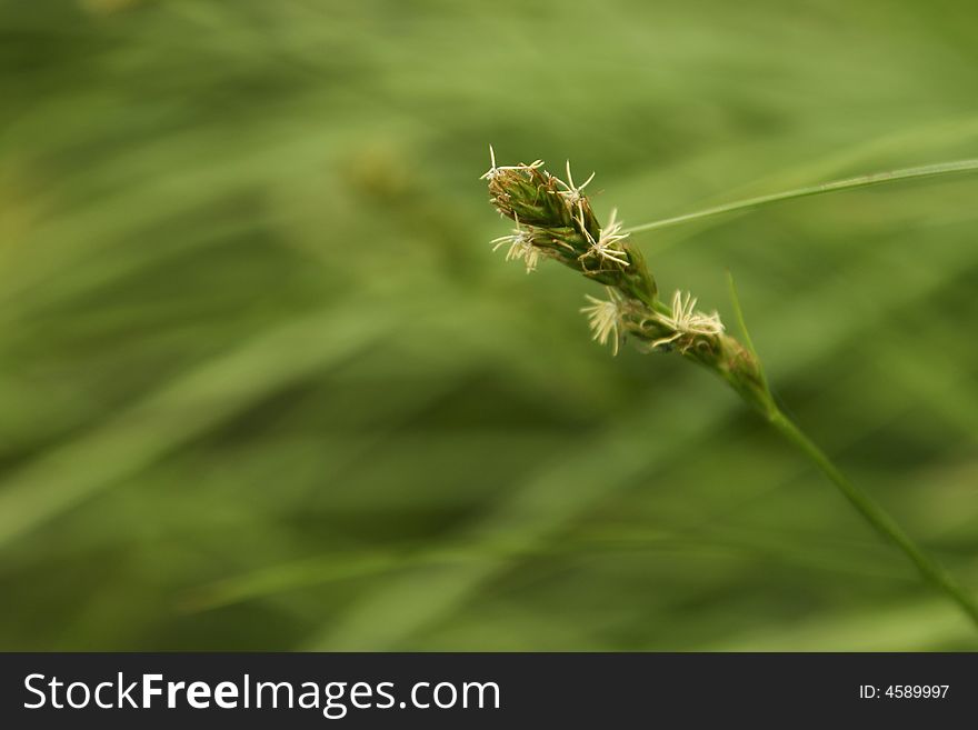 Close Up Of Grass Flowers