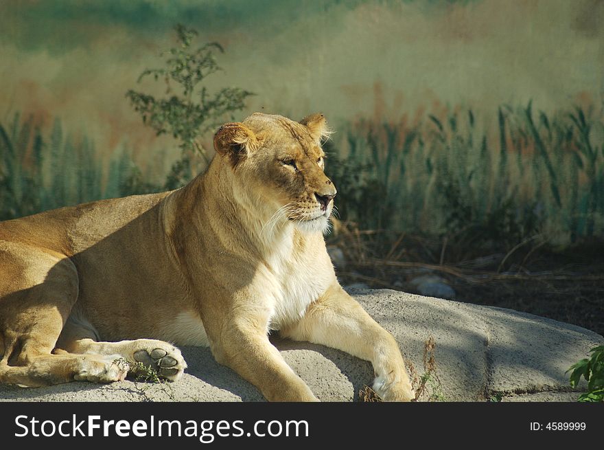 A picture of a lion in a zoo. A picture of a lion in a zoo