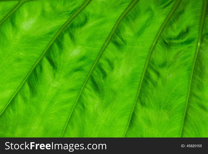 Close-up Green leaf texture background