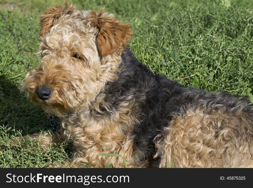Beautiful and smart welsh terrier dog called Lola. Beautiful and smart welsh terrier dog called Lola