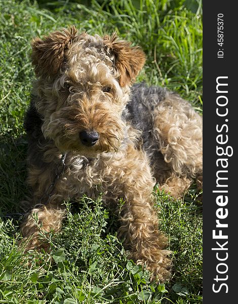 Dog - Welsh terrier