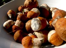 MUSHROOMS Climate Smart Food Royalty Free Stock Photos MUSHROOMS Climate Smart Food Royalty Free Stock Photos