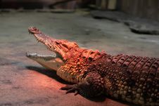 Crocodile Warming At The Zoo Stock Image Crocodile Warming At The Zoo Stock Image