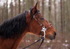 Bay Horse Royalty Free Stock Photo