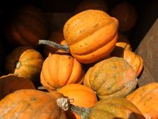 Summer Squash Royalty Free Stock Image Summer Squash Royalty Free Stock Image