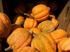Summer Squash Royalty Free Stock Photos Summer Squash Royalty Free Stock Photos