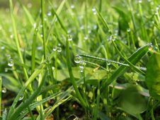 Transparent Drops Of Dew Royalty Free Stock Images Transparent Drops Of Dew Royalty Free Stock Images