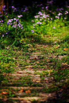 Flower Path Stock Image Flower Path Stock Image