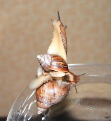 Two Wet Snails Royalty Free Stock Photography