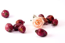 Rose Hips And Rose Flower Stock Photography