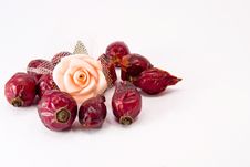 Rose Hips And Rose Flower Stock Photo