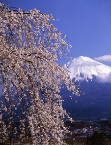 Mt Fuji-371 Stock Photos Mt Fuji-371 Stock Photos