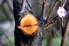 The Lumbered Plum Tree Stock Photography
