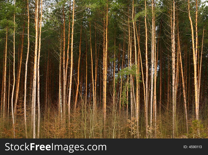 An image of  forest of high pine-trees