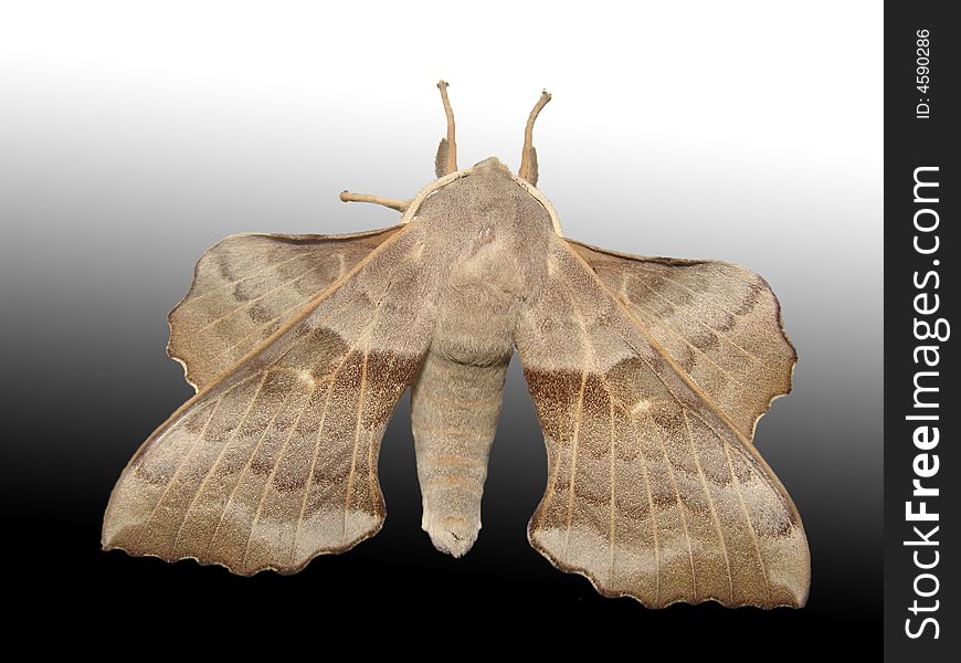 Huge hairy moth with greater strong wings on a grey background. Huge hairy moth with greater strong wings on a grey background