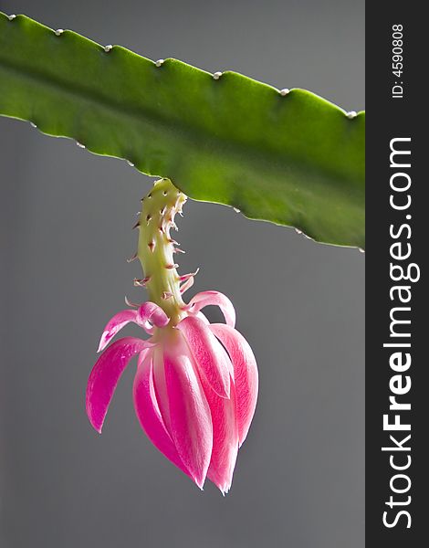 Cactus flower on neutral background. Cactus flower on neutral background