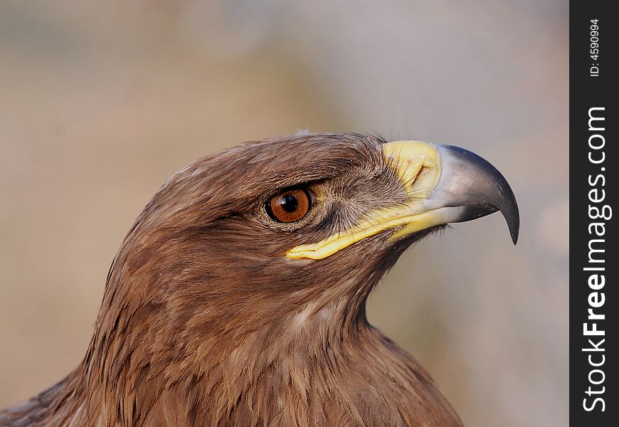 Head of Gold Eagle,in Beijing Zoo.