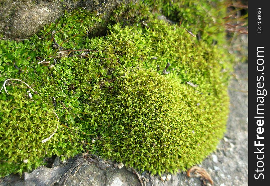 Extreme closeup of lush green moss. Extreme closeup of lush green moss